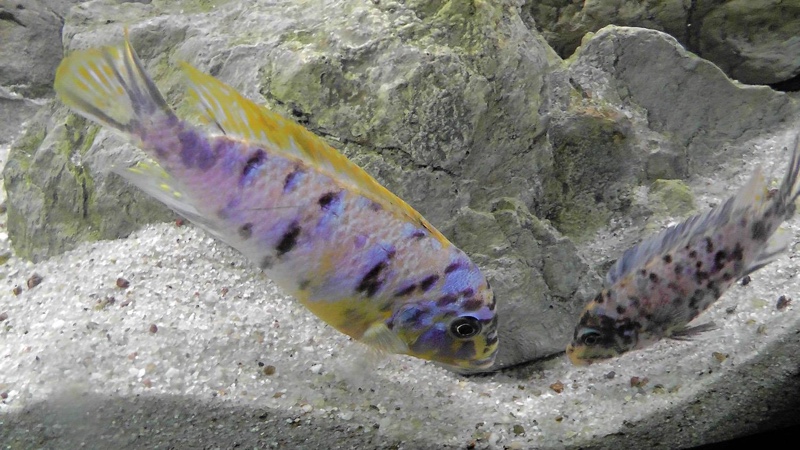 Maylandia fainzilberi 'Lundo Island'